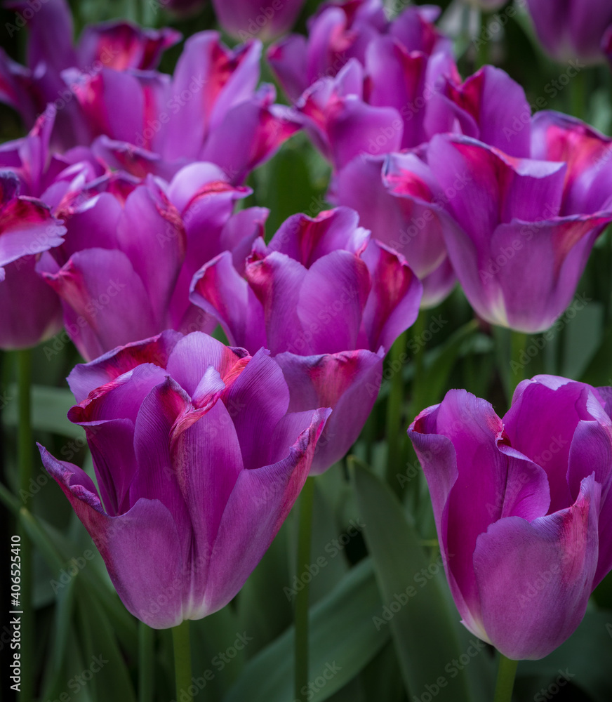 Obraz premium Unusual purple tulips with curly pedals