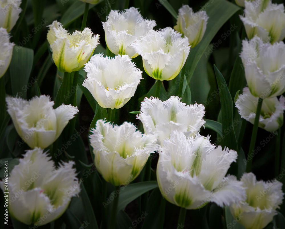 Variegated white tulips with unique edges Variegated white tulips with unique edges
