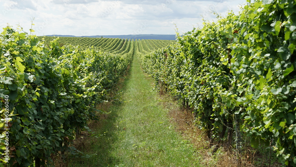 Long row of vineyard on the hills of Palava, Czech Republic