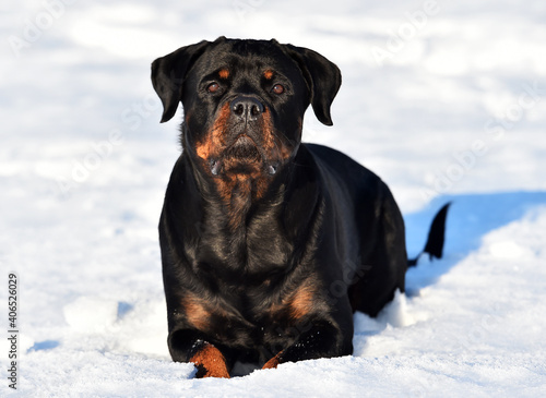 rottweiler