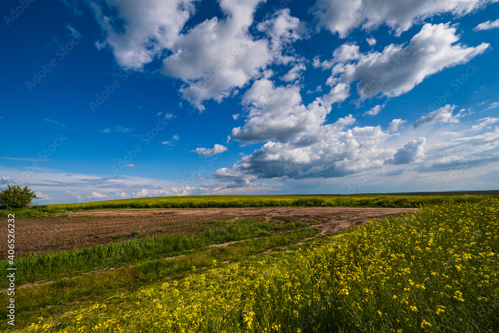 Spring countryside view with dirty road, rapeseed yellow blooming fields, village, hills. Ukraine, Lviv Region.