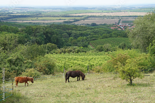 Pony couple on the Palava Hills above vineyards, Moravia, Czech Republic © Milan