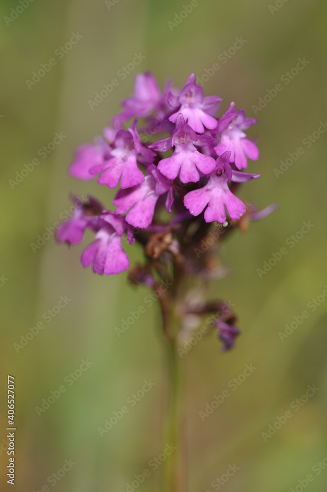 Orchis pyramidal