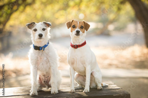 Canvas Print Adorable jack russell terrier dogs sitting perfectly and looking at the camera f