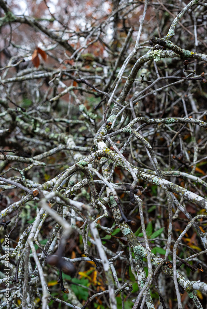 Bare tree branches in the winter