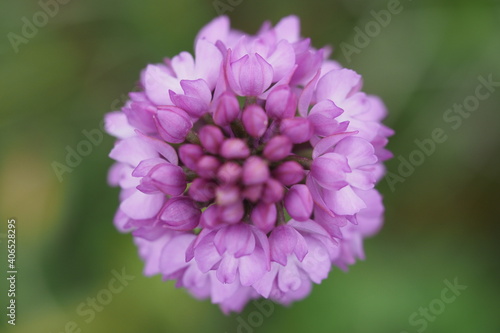Orchis pyramidal