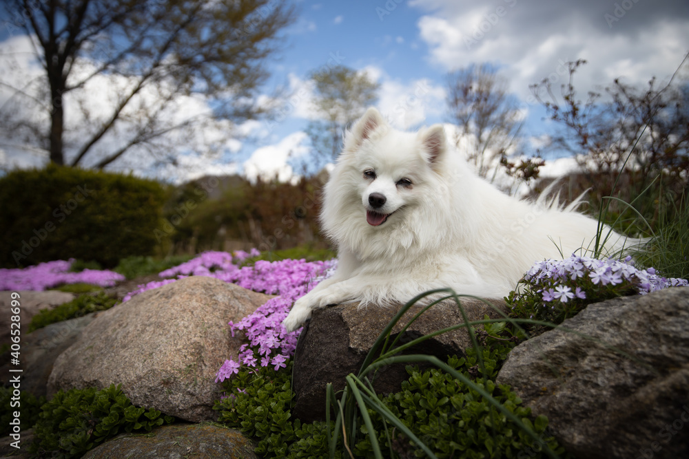 American Eskimo in the flowers. American Eskimo in the flowers.