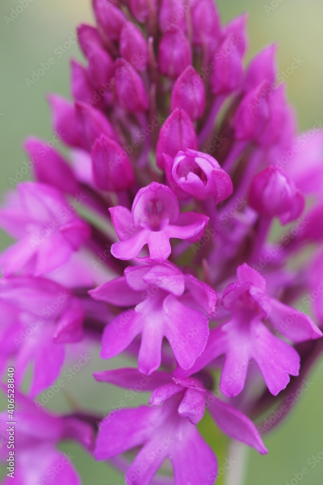 Orchis pyramidal Orchis pyramidal