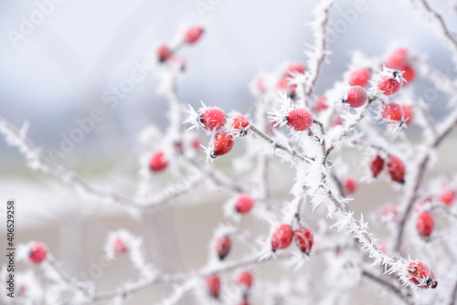 Photography In winter when there is frost and sub-zero temperatures, a bush with rose hips i