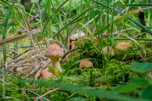 poisonous mushroom on green forest background photo