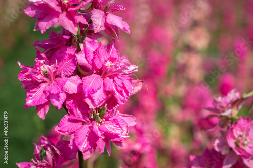 Closeup of delphiniums flowers  in field at Wick, Pershore, Worcestershire, UK photo