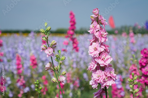 Closeup of delphiniums flowers  in field at Wick, Pershore, Worcestershire, UK photo