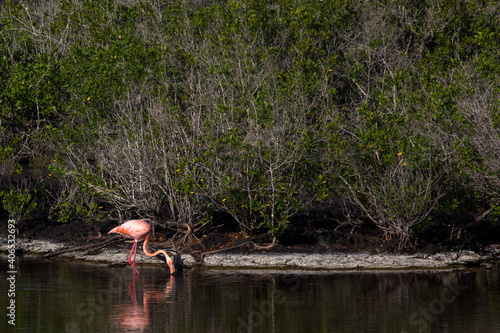 Pink flamingo in pond