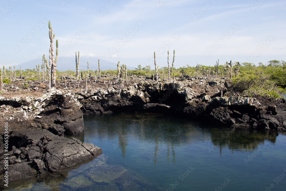 Cacti in Galapagos Lake