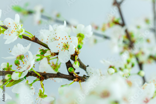 spring flowers on a branch photo