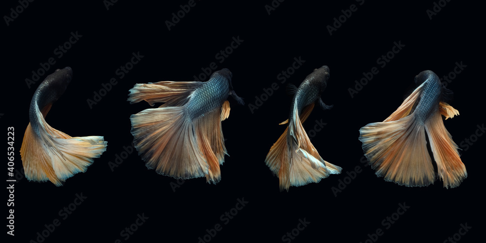 Back side view angle of golden halfmoon rosetail yellow gold cooper betta siamese fighting fish isolated on black color background. Photo collage Back side view angle of golden halfmoon rosetail yellow gold cooper betta siamese fighting fish isolated on black color background. Photo collage