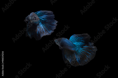 Two dancing Black Blue Mamba Avatar halfmoon betta splendens siamese fighting fish isolated on black color background. Image photo