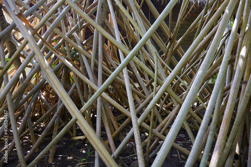 Beautiful stilt roots of a tropical mangrove tree in the Maldive. (Pandanus veitchii)