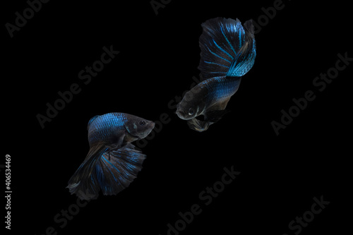 Two dancing Black Blue Mamba Avatar halfmoon betta splendens siamese fighting fish isolated on black color background. Image photo