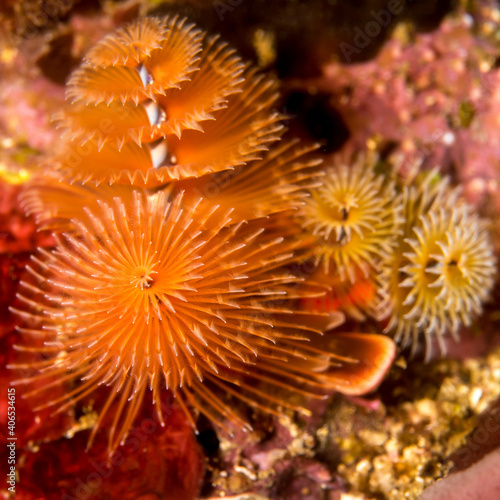 Christmas tree worms on the reef