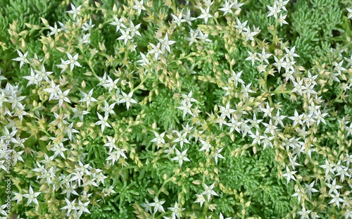 White sedum or stonecrop. Groundcover succulent plant with star-shaped white flowers as a floral background close-up, top view.