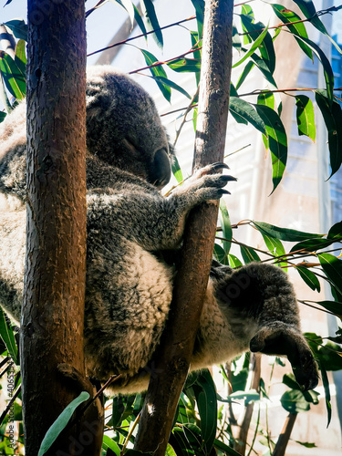 Photography koala in tree