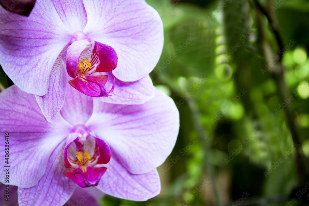 Deep pink orchid inside and light pink petals Deep pink orchid inside and light pink petals