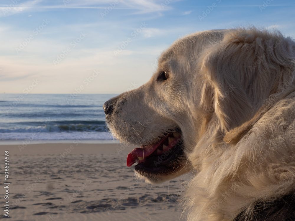 Cute white golden retriever in beach with sea looking at the sunset, sunrise, in aveiro, portugal Cute white golden retriever in beach with sea looking at the sunset, sunrise, in aveiro, portugal