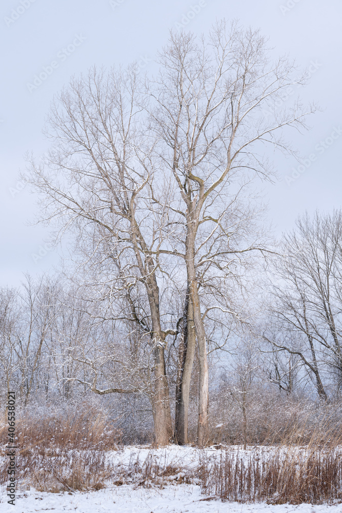 A grouping of large trees in the winter with a partly cloudy sky