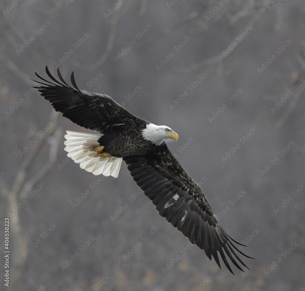 Bald Eagles Soaring Through Snow Bald Eagles Soaring Through Snow