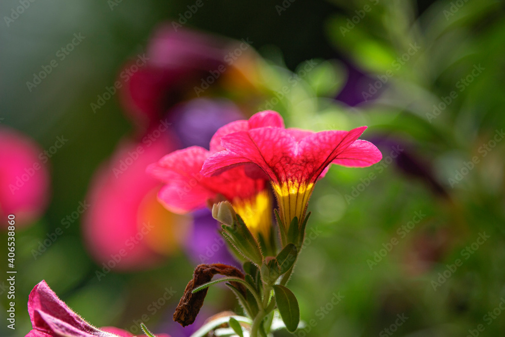 Flower in the garden pink Calibrachoa 02
