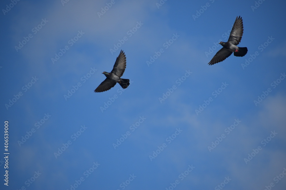 Obraz premium Two birds in the sky.