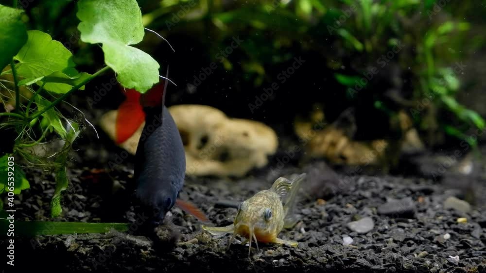 Corydoras catfish, rest and swim on gravel substrate of nature design