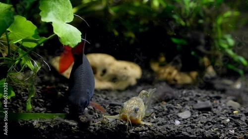 Corydoras catfish, rest and swim on gravel substrate of nature design aquarium, cute and timid freshwater species from acidic blackwater habitats photo