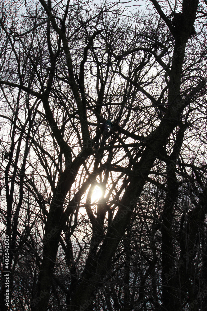 Big skies and big trees Big skies and big trees