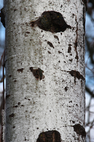 Birch Trees on a Cold Winter Day