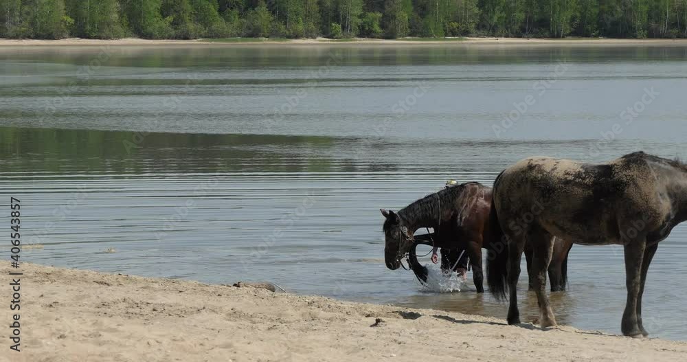 Horses. A man and a woman bathe two horses in a river near a sandy beach. Horses. A man and a woman bathe two horses in a river near a sandy beach.