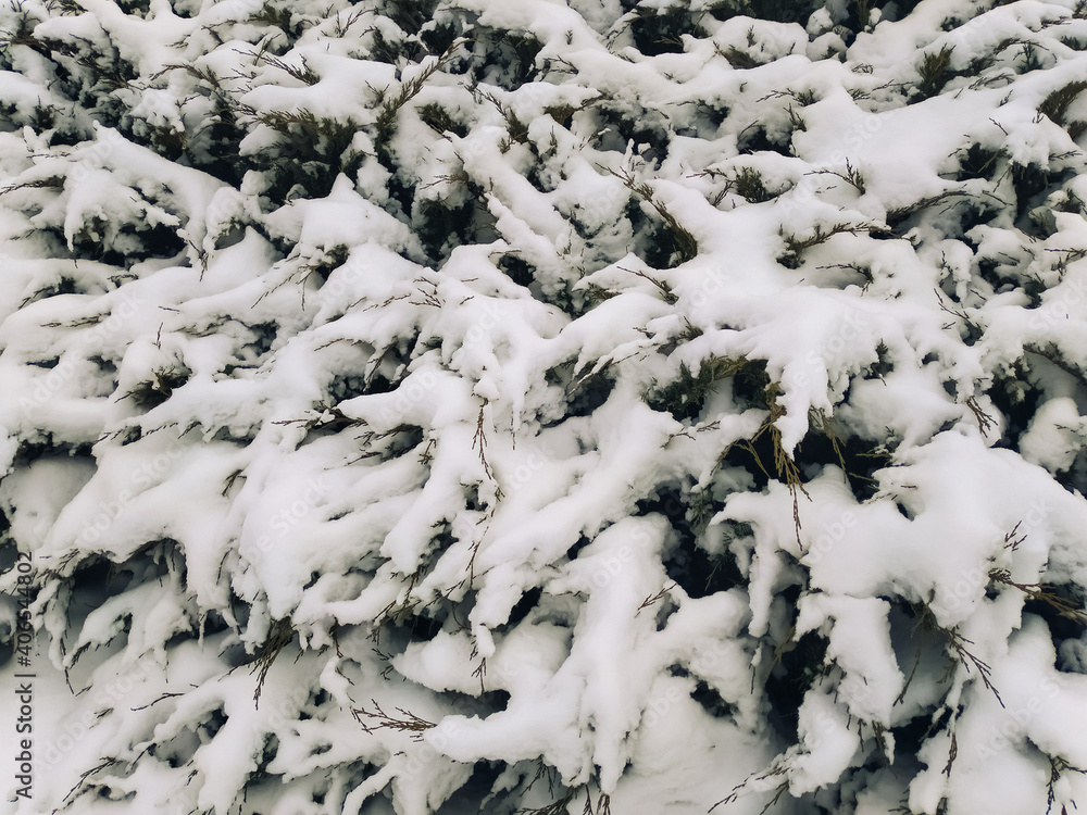 Cossack juniper bush Mas in the snow close-up. The concept of a severe winter, heavy rainfall and cold weather. Cossack juniper bush Mas in the snow close-up. The concept of a severe winter, heavy rainfall and cold weather.