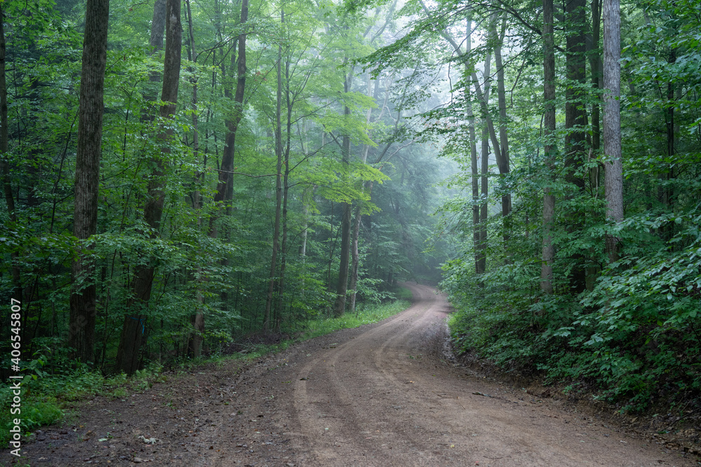 Fototapeta premium Dirt Road in Foggy Forest