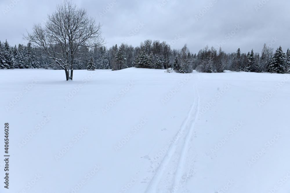 Cross country ski tracks in snow in winter landscape