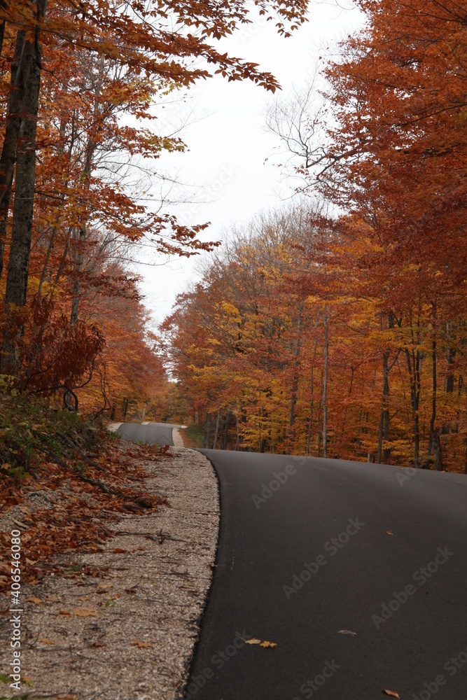 Fototapeta premium road in autumn forest