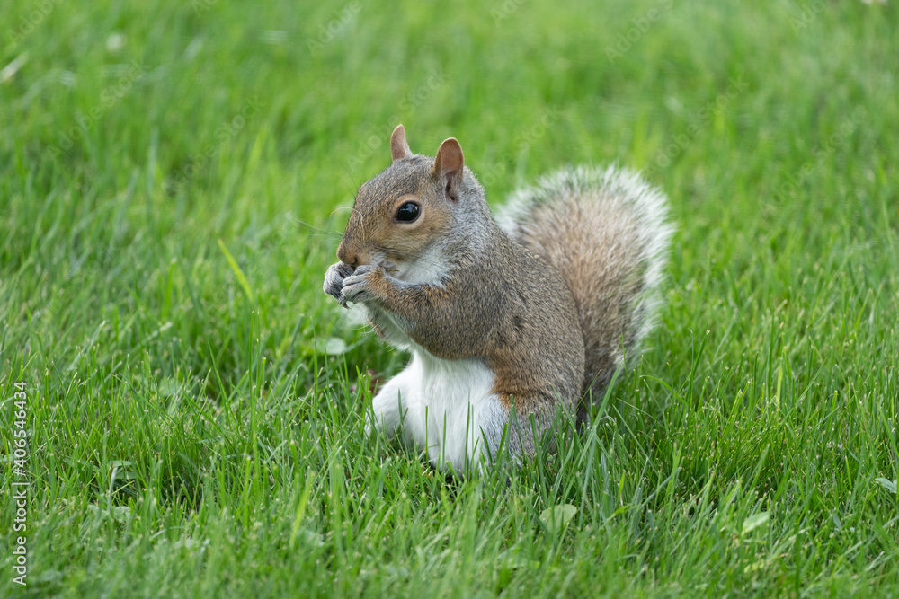 Squirrel in the Grassy Park Squirrel in the Grassy Park
