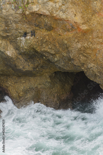 Cormorant birds nesting on ocean cliff face rookery .