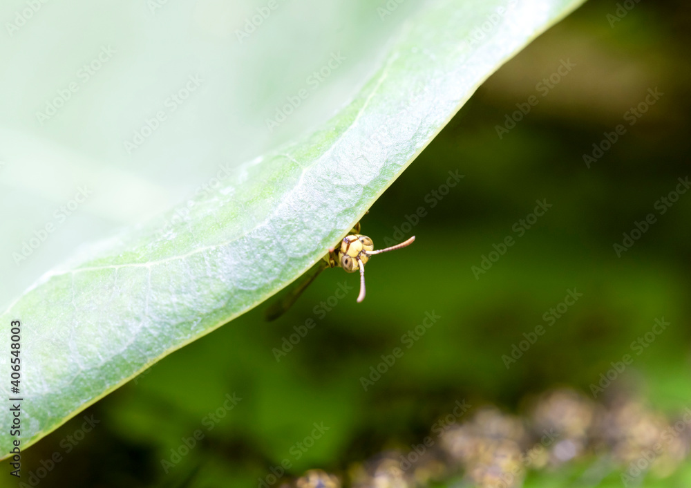 wasp,nest, yellow, dangerous, insect, nature, sting, macro, wildlife, vespula, danger, animal, pest, fly, hymenoptera, black, wild, honeycomb, colony, bee, hive, nobody, outdoor, cell, striped, preda wasp,nest, yellow, dangerous, insect, nature, sting, macro, wildlife, vespula, danger, animal, pest, fly, hymenoptera, black, wild, honeycomb, colony, bee, hive, nobody, outdoor, cell, striped, preda