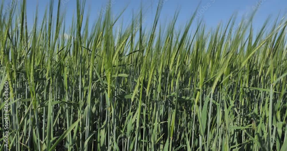 Wheat field. Wheat ears bend in the wind on a Sunny day in Siberia . Close-up. Wheat field. Wheat ears bend in the wind on a Sunny day in Siberia . Close-up.