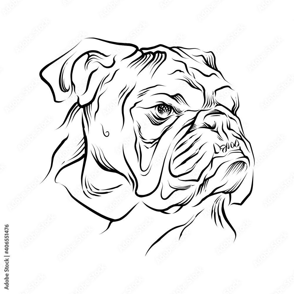 bull dog Head hand drawn illustration