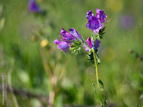 Bilde på lerret Purple Paterson's curse flower weed