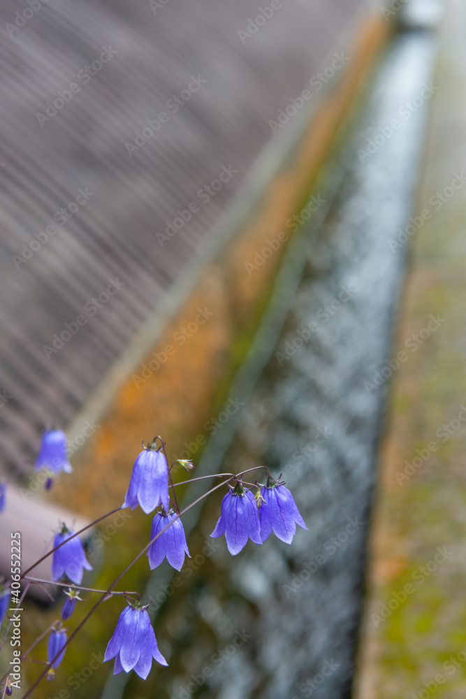 26 最適な 蛍草 画像 ストック写真 ベクター Adobe Stock