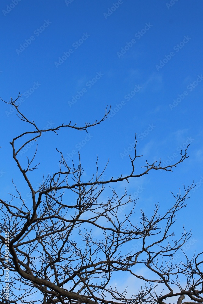Obraz premium Dark tree branches against a bright blue sky
