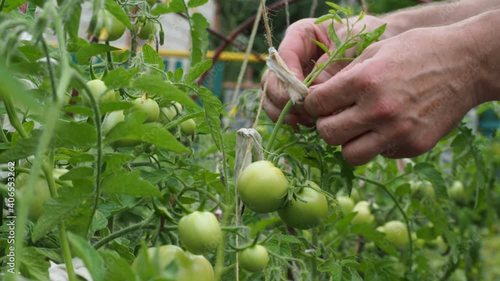 Eco-friendly organic products. Tomatoes. A farmer ties the branches on which tomatoes grow growing on a farm in Siberia to protect them from wind damage . Close up. Eco-friendly organic products. Tomatoes. A farmer ties the branches on which tomatoes grow growing on a farm in Siberia to protect them from wind damage . Close up.